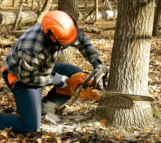 Tree Removal in Bruin, PA
